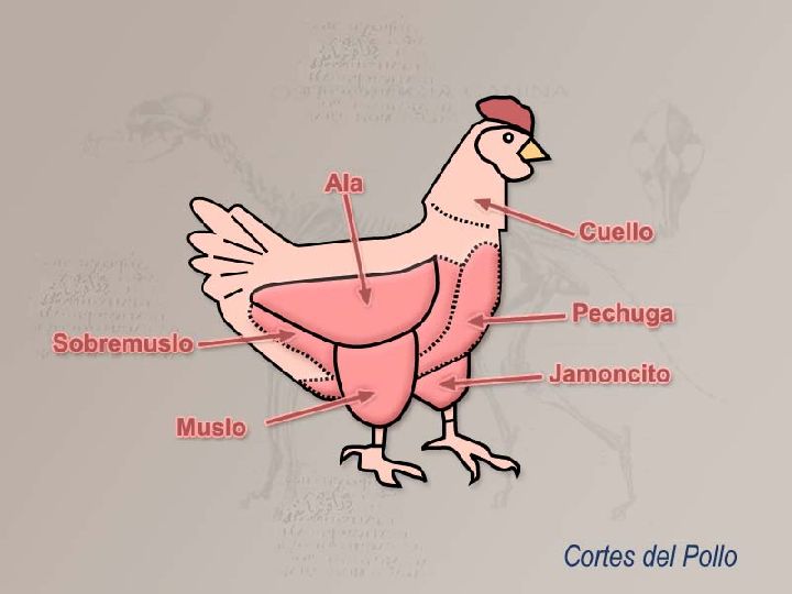 Pollo Características Región De Murcia Digital 