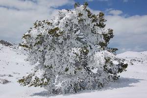 Arbol helado