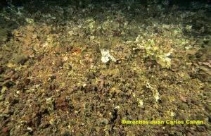 Figura 3. Aspecto del paisaje fondos detrticos entre Punta Parda y Punta de Matalentisco, presentando un gran desarrollo de algas calcreas de vida libre
