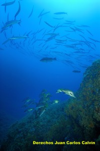 Figura 2. El Mediterrneo es un mar rico en especies pero de reducidas poblaciones, por lo que nunca podr aportar tantos recursos como otras zonas
