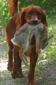 Perro con una presa en la boca