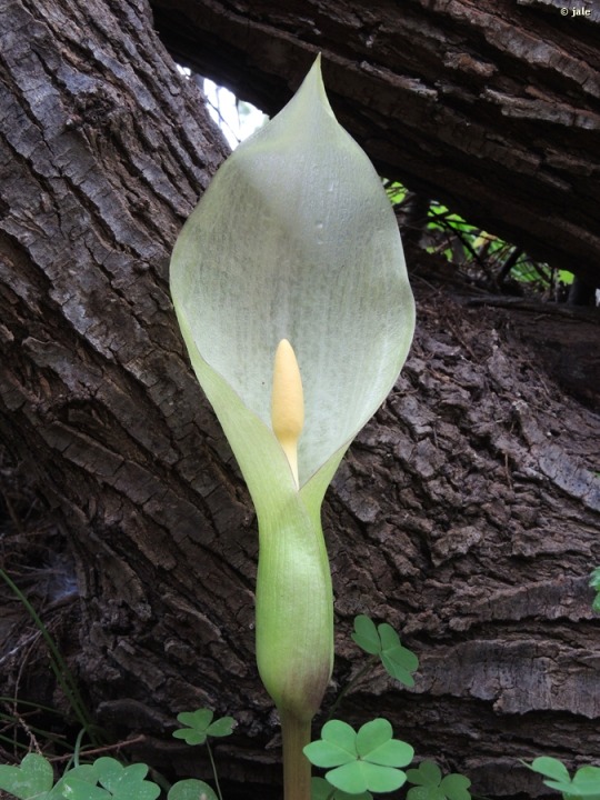 LIRIO, CALA SILVESTRE. Arum italicum [Araceae] - Región de Murcia Digital