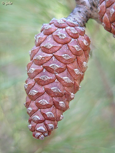 Pia, cono o estrbilo de pino carrasco (Pinus halepensis), el rbol ms representativo de nuestros bosques.Proximidades del Santuario de la Virgen de la Esperanza, Lomas de la Virgen (Calasparra). Jos Antonio Lpez Espinosa