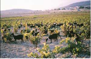 Cabras Murcianas aprovechando la hoja de un viedo de Jumilla antes de la poda [Caminos del Thader]