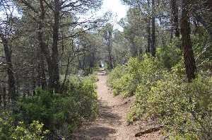 Paseando bajo los rboles, Sierra Espua.