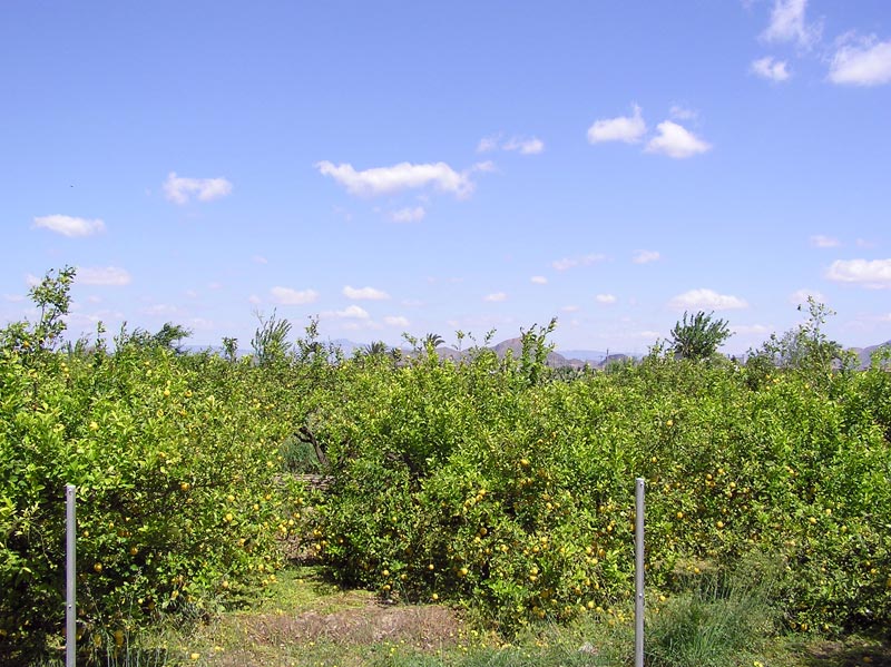 Huertos de Limoneros[Los Ramos]. 