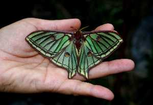 MARIPOSA ISABELINA DE CAZORLA - Graellsia isabelae ssp. ceballosi - Calar del Mundo - 2007-05-19