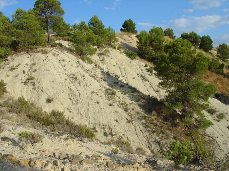 Margas y areniscas turbidticas del Cretcico superior subbtico del barranco del Gredero (Caravaca), donde se localiza la conocida Capa Negra de Caravaca. Antonio del Ramo